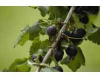 Caseille ‘Josta’ - Ribes nigrum x divaricatum x uva-crispa - Haie champetre  - Pepiniere Alsace - Vegetal Local Nord Est - Bio - Jardin forêt comestible - fruitier - permaculture
