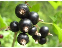 Cassissier ‘Arno’ - Ribes nigrum - Haie champetre  - Pepiniere Alsace - Vegetal Local Nord Est - Bio - Jardin forêt comestible - fruitier - permaculture