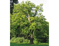 Châtaignier - Castanea sativa - Haie champetre  - Pepiniere Alsace - Vegetal Local Nord Est - Bio - Jardin forêt comestible - fruitier - permaculture