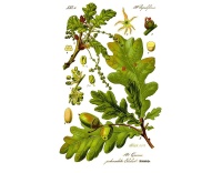 Chêne pédonculé - Quercus robur - Haie champetre  - Pepiniere Alsace - Vegetal Local Nord Est - Bio - Jardin forêt comestible - fruitier - permaculture