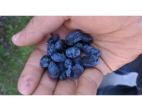 Chèvrefeuille comestible – Baie de mai ‘Redwood’ - Lonicera caerulea  - Haie champetre  - Pepiniere Alsace - Vegetal Local Nord Est - Bio - Jardin forêt comestible - fruitier - permaculture