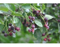 Amelanchier bas amelanchier humilis Haie champetre  - Pepiniere Alsace - Vegetal Local Nord Est- Bio - Jardin forêt comestible - fruitier - permaculture 