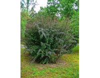 Épine-vinette - Berberis vulgaris - Haie champetre  - Pepiniere Alsace - Vegetal Local Nord Est - Bio - Jardin forêt comestible - fruitier - permaculture