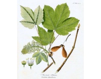 Érable sycomore - Acer pseudoplatanus  - Haie champetre  - Pepiniere Alsace - Vegetal Local Nord Est - Bio - Jardin forêt comestible - fruitier - permaculture