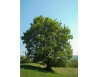 Érable champêtre - Acer campestre - Haie champetre  - Pepiniere Alsace - Vegetal Local Nord Est - Bio - Jardin forêt comestible - fruitier - permaculture