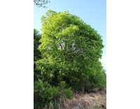 Érable plane - Acer platanoides  - Haie champetre  - Pepiniere Alsace - Vegetal Local Nord Est - Bio - Jardin forêt comestible - fruitier - permaculture