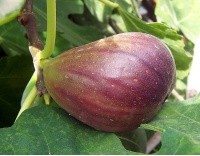 Figuier 'Italia' violette - Ficus carica - Haie champetre  - Pepiniere Alsace - Vegetal Local Nord Est - Bio - Jardin forêt comestible - fruitier - permaculture