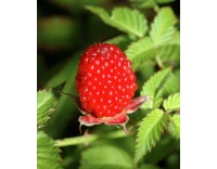 Framboisier Fraise Japonais - Rubus illecebrosus - Haie champetre  - Pepiniere Alsace - Vegetal Local Nord Est - Bio - Jardin forêt comestible - fruitier - permaculture