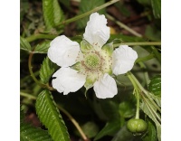 Framboisier Fraise Japonais - Rubus illecebrosus - Haie champetre  - Pepiniere Alsace - Vegetal Local Nord Est - Bio - Jardin forêt comestible - fruitier - permaculture