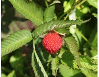 Framboisier Fraise Japonais - Rubus illecebrosus - Haie champetre  - Pepiniere Alsace - Vegetal Local Nord Est - Bio - Jardin forêt comestible - fruitier - permaculture