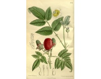 Framboisier Fraise Japonais - Rubus illecebrosus - Haie champetre  - Pepiniere Alsace - Vegetal Local Nord Est - Bio - Jardin forêt comestible - fruitier - permaculture