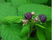 Framboisier 'Glen Coe' - Rubus idaeus - Haie champetre  - Pepiniere Alsace - Vegetal Local Nord Est - Bio - Jardin forêt comestible - fruitier - permaculture