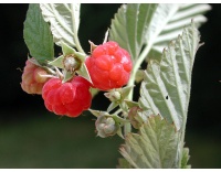 Framboisier 'September' - Rubus idaeus - Haie champetre  - Pepiniere Alsace - Vegetal Local Nord Est - Bio - Jardin forêt comestible - fruitier - permaculture
