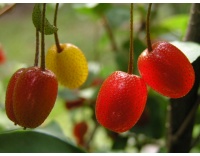Goumi du Japon - Elaeagnus multiflora - Haie champetre  - Pepiniere Alsace - Vegetal Local Nord Est - Bio - Jardin forêt comestible - fruitier - permaculture