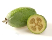 Goyavier du Brésil 'Coolridge' ou ‘Gemini’ - Feijoa sellowiana - Haie champetre  - Pepiniere Alsace - Vegetal Local Nord Est - Bio - Jardin forêt comestible - fruitier - permaculture