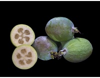 Goyavier du Brésil (variété commune) - Feijoa sellowiana  - Haie champetre  - Pepiniere Alsace - Vegetal Local Nord Est - Bio - Jardin forêt comestible - fruitier - permaculture