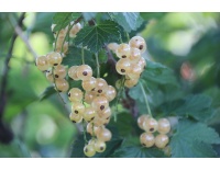 Groseillier à grappes 'Blanches de Versailles' - Ribes sativum - Haie champetre  - Pepiniere Alsace - Vegetal Local Nord Est - Bio - Jardin forêt comestible - fruitier - permaculture