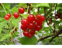 groseillier_a_grappes_rovada_-_ribes_rubrum_-_pepiniere_alsace_vegetal_local_bio_-_fruits