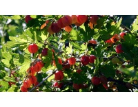Groseillier à maquereau 'Hinnonmaki rouge' - Ribes uva-crispa  - Haie champetre  - Pepiniere Alsace - Vegetal Local Nord Est - Bio - Jardin forêt comestible - fruitier - permaculture