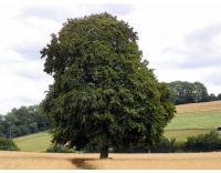 Hêtre commun - Fagus sylvatica - Haie champetre  - Pepiniere Alsace - Vegetal Local Nord Est - Bio - Jardin forêt comestible - fruitier - permaculture