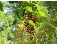 Idésia - Idesia polycarpa  - Haie champetre  - Pepiniere Alsace - Vegetal Local Nord Est - Bio - Jardin forêt comestible - fruitier - permaculture
