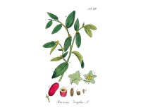 Jujubier commun - Ziziphus jujuba  - Haie champetre  - Pepiniere Alsace - Vegetal Local Nord Est - Bio - Jardin forêt comestible - fruitier - permaculture