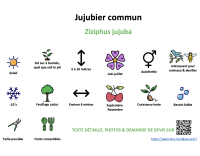 jujubier_commun _ résumé