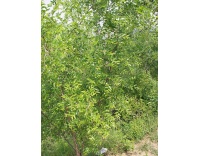 Jujubier commun - Ziziphus jujuba  - Haie champetre  - Pepiniere Alsace - Vegetal Local Nord Est - Bio - Jardin forêt comestible - fruitier - permaculture