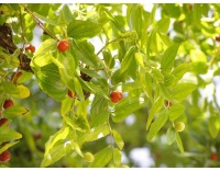 Jujubier commun - Ziziphus jujuba  - Haie champetre  - Pepiniere Alsace - Vegetal Local Nord Est - Bio - Jardin forêt comestible - fruitier - permaculture
