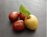 Jujubier commun - Ziziphus jujuba  - Haie champetre  - Pepiniere Alsace - Vegetal Local Nord Est - Bio - Jardin forêt comestible - fruitier - permaculture