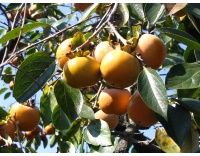 kaki_-_plaqueminier_-_diospyros_kaki_-_pepiniere_alsace_vegetal_local_bio_-_fruits_et_feuilles