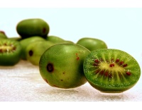 Kiwaï 'Geneva' - Actinidia arguta   - Haie champetre  - Pepiniere Alsace - Vegetal Local Nord Est - Bio - Jardin forêt comestible - fruitier - permaculture