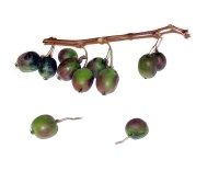 Kiwaï 'Red one' - Actinidia arguta - Haie champetre  - Pepiniere Alsace - Vegetal Local Nord Est - Bio - Jardin forêt comestible - fruitier - permaculture