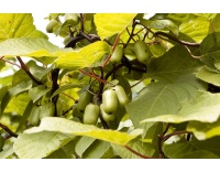 Kiwi arctique - Actinidia kolomikta - Haie champetre  - Pepiniere Alsace - Vegetal Local Nord Est - Bio - Jardin forêt comestible - fruitier - permaculture