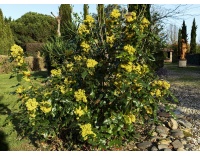 Mahonia à feuilles de houx - Berberis aquifolium - Haie champetre  - Pepiniere Alsace - Vegetal Local Nord Est - Bio - Jardin forêt comestible - fruitier - permaculture