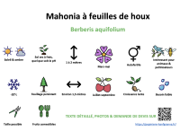 mahonia _ résumé