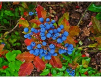 Mahonia à feuilles de houx - Berberis aquifolium - Haie champetre  - Pepiniere Alsace - Vegetal Local Nord Est - Bio - Jardin forêt comestible - fruitier - permaculture