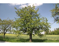 Merisier - Prunus avium - Haie champetre  - Pepiniere Alsace - Vegetal Local Nord Est - Bio - Jardin forêt comestible - fruitier - permaculture
