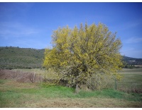 Micocoulier de Provence  - Celtis australis - Haie champetre  - Pepiniere Alsace - Vegetal Local Nord Est - Bio - Jardin forêt comestible - fruitier - permaculture
