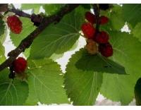 Mûrier rouge 'Illinois Everbearing' - Morus rubra - Haie champetre  - Pepiniere Alsace - Vegetal Local Nord Est - Bio - Jardin forêt comestible - fruitier - permaculture