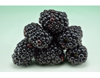 Mûrier noir – Ronce sans épine - Rubus fruticosus 'Black Satin' - Haie champetre  - Pepiniere Alsace - Vegetal Local Nord Est - Bio - Jardin forêt comestible - fruitier - permaculture