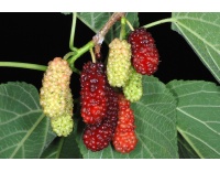 Mûrier rouge - Morus rubra - Haie champetre  - Pepiniere Alsace - Vegetal Local Nord Est - Bio - Jardin forêt comestible - fruitier - permaculture