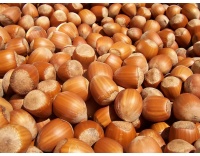 Noisetier - Corylus avellana - Haie champetre  - Pepiniere Alsace - Vegetal Local Nord Est - Bio - Jardin forêt comestible - fruitier - permaculture