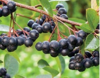 aronie_a_feuille_de_prunier_Nero_aronia_prunifolia_Nero_Haie champetre  - Pepiniere Alsace - Vegetal Local Nord Est- Bio - Jardin forêt comestible - fruitier - permaculture