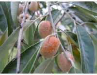 Olivier de Bohême - Elaeagnus angustifolia - Haie champetre  - Pepiniere Alsace - Vegetal Local Nord Est - Bio - Jardin forêt comestible - fruitier - permaculture