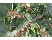 Orme champêtre - Ulmus minor - Haie champetre  - Pepiniere Alsace - Vegetal Local Nord Est - Bio - Jardin forêt comestible - fruitier - permaculture