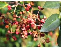 Poivre du Sichuan - Zanthoxylum simulans - Haie champetre  - Pepiniere Alsace - Vegetal Local Nord Est - Bio - Jardin forêt comestible - fruitier - permaculture
