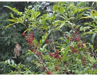 Poivre du Timut - Zanthoxylum armatum - Haie champetre  - Pepiniere Alsace - Vegetal Local Nord Est - Bio - Jardin forêt comestible - fruitier - permaculture