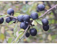 Prunellier - Prunus spinosa - Haie champetre  - Pepiniere Alsace - Vegetal Local Nord Est - Bio - Jardin forêt comestible - fruitier - permaculture