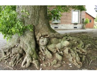 Tilleul à grandes feuilles - Tilia platyphyllos - Haie champetre  - Pepiniere Alsace - Vegetal Local Nord Est - Bio - Jardin forêt comestible - fruitier - permaculture